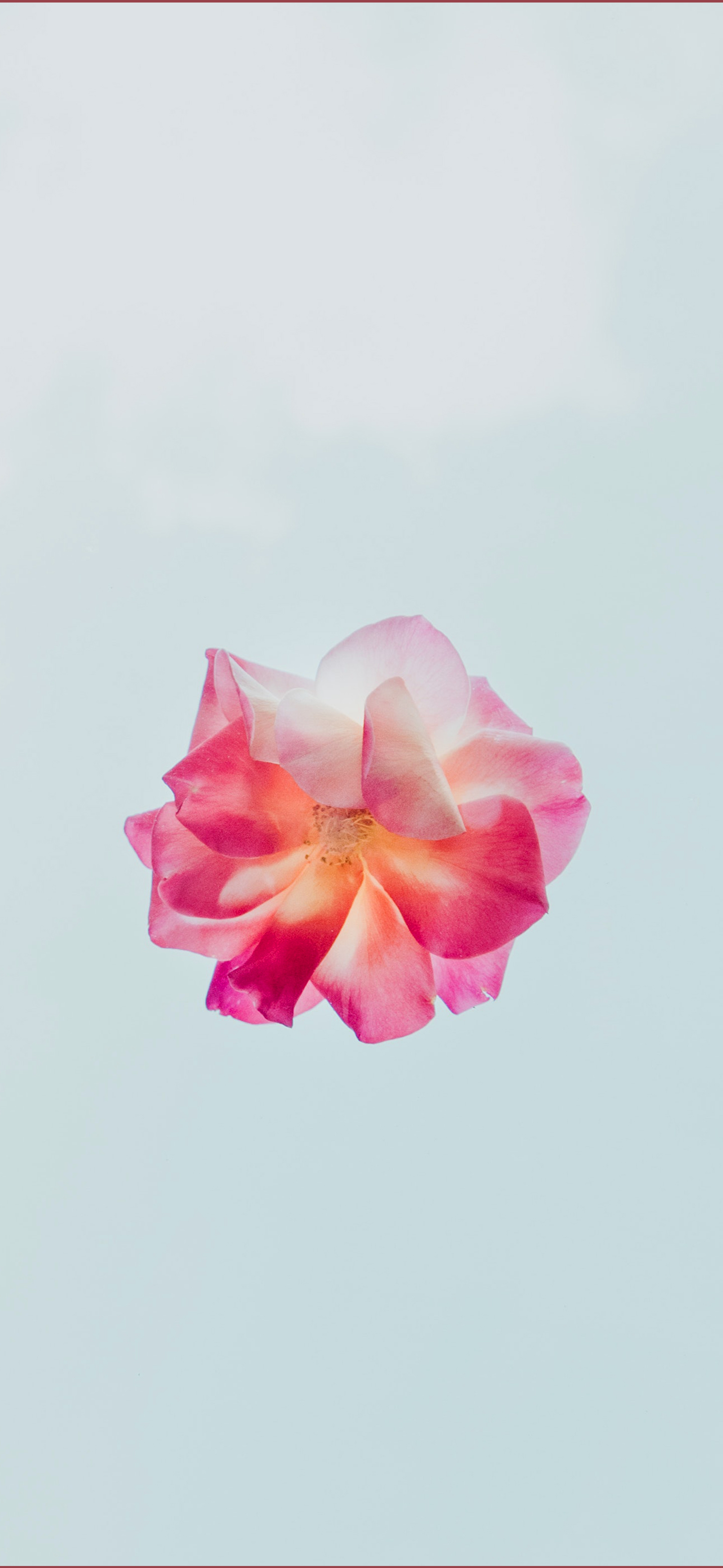 苹果专用壁纸全屏花,花图片壁纸高清全屏