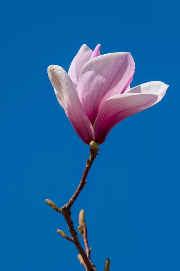 精油调香的正确方法,面部精油调香手法