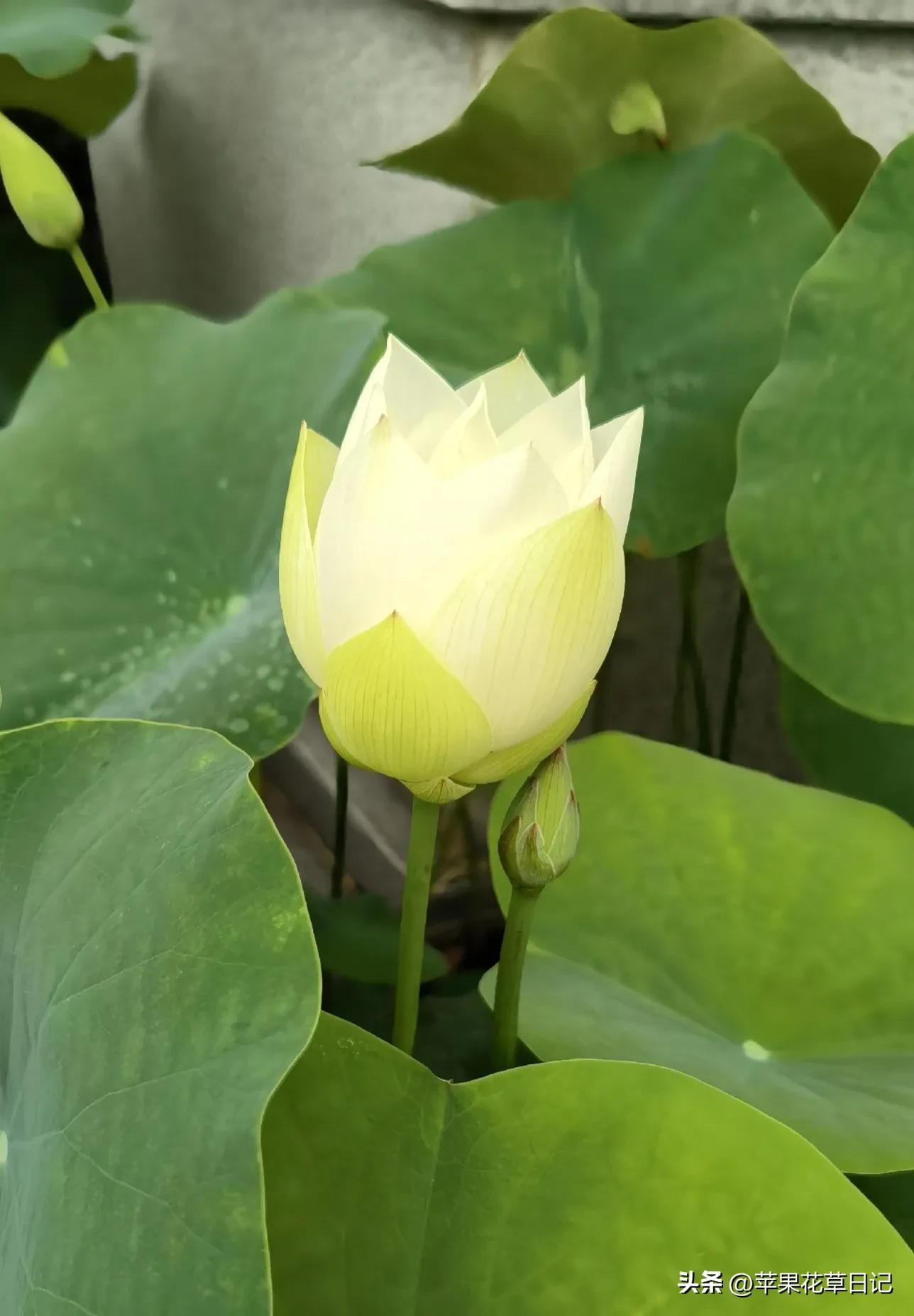 莲花盛开欣赏,绝美的莲花