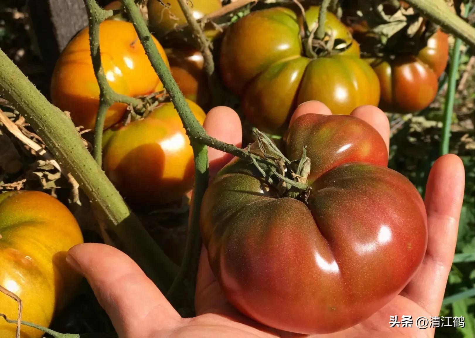 番茄转色不良用什么肥,番茄转色的六种表现