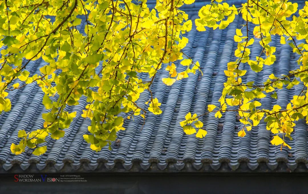 每一片银杏都不会辜负秋天,银杏从来不负秋原唱