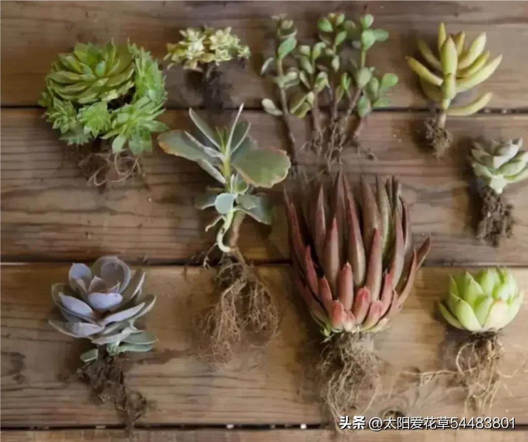 再买多肉，一定坚持5不选，不是误导，是过来人的经验教训