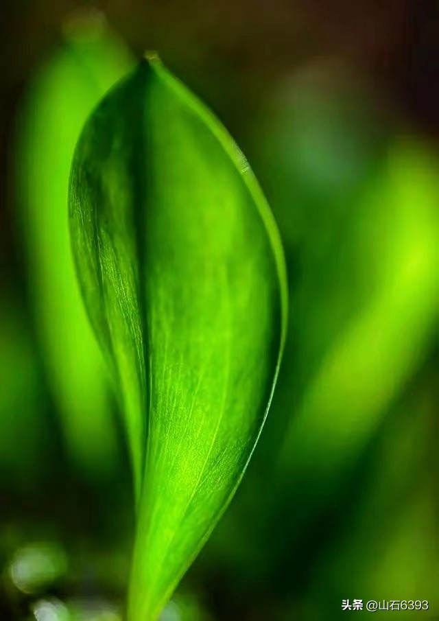 【战友美文】郭福成（天王福哥）：《*梦春**》（诗）