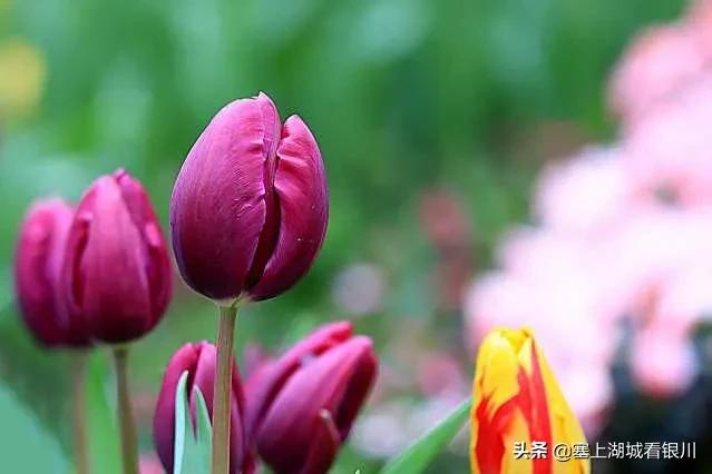 塞上四月，花博园的郁金香盛开时，别有一番情味