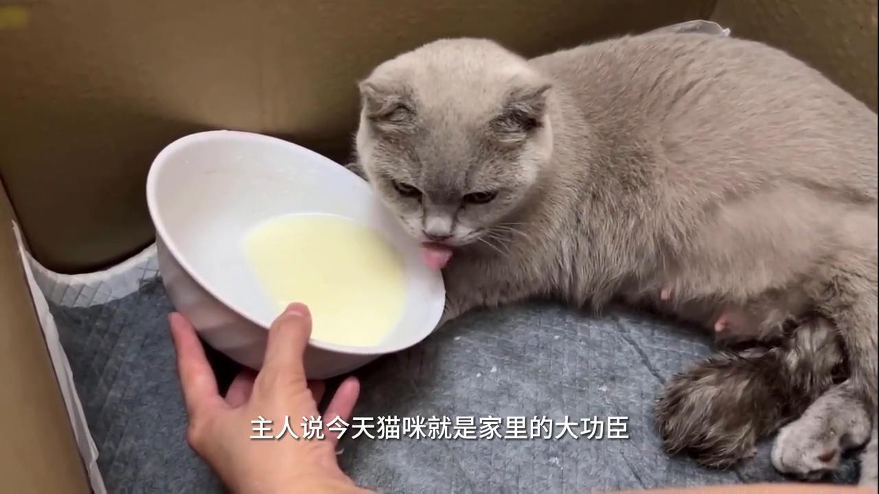 蓝猫妈妈负责任吗,蓝猫妈妈会照顾小猫吗