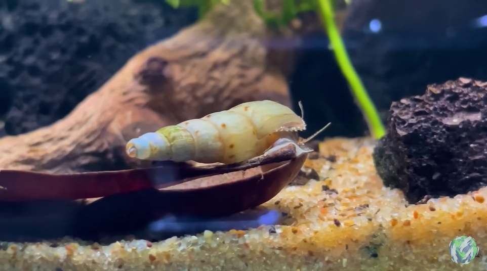 美国小哥在卧室建出一缸热带雨林，食物链环环相扣，太强了