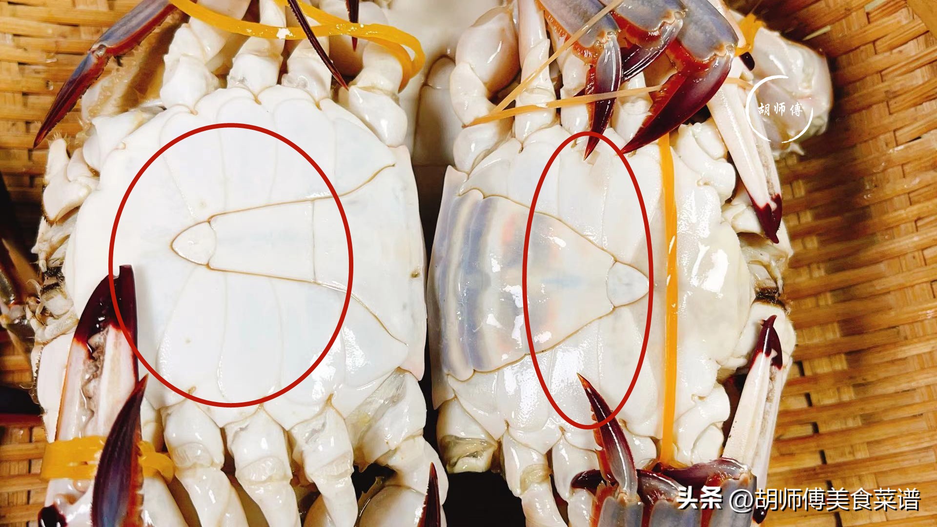 买螃蟹千万不要买什么,如何挑螃蟹有膏又肥