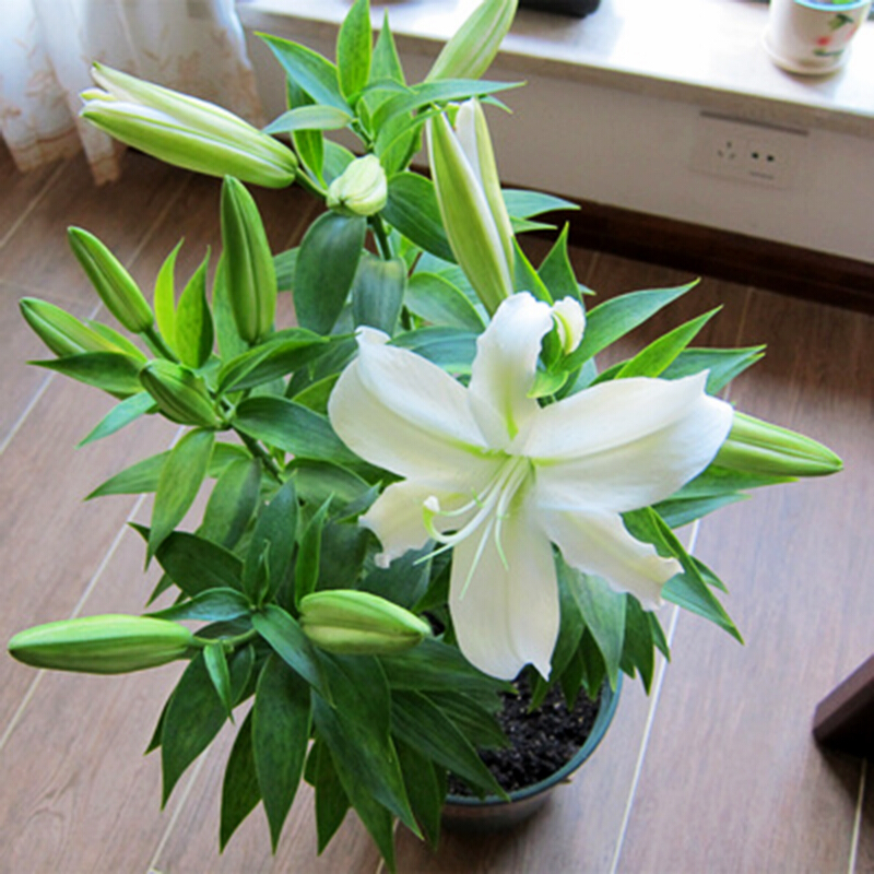 家庭客厅养什么花好看又旺财,客厅最吉祥的三种花