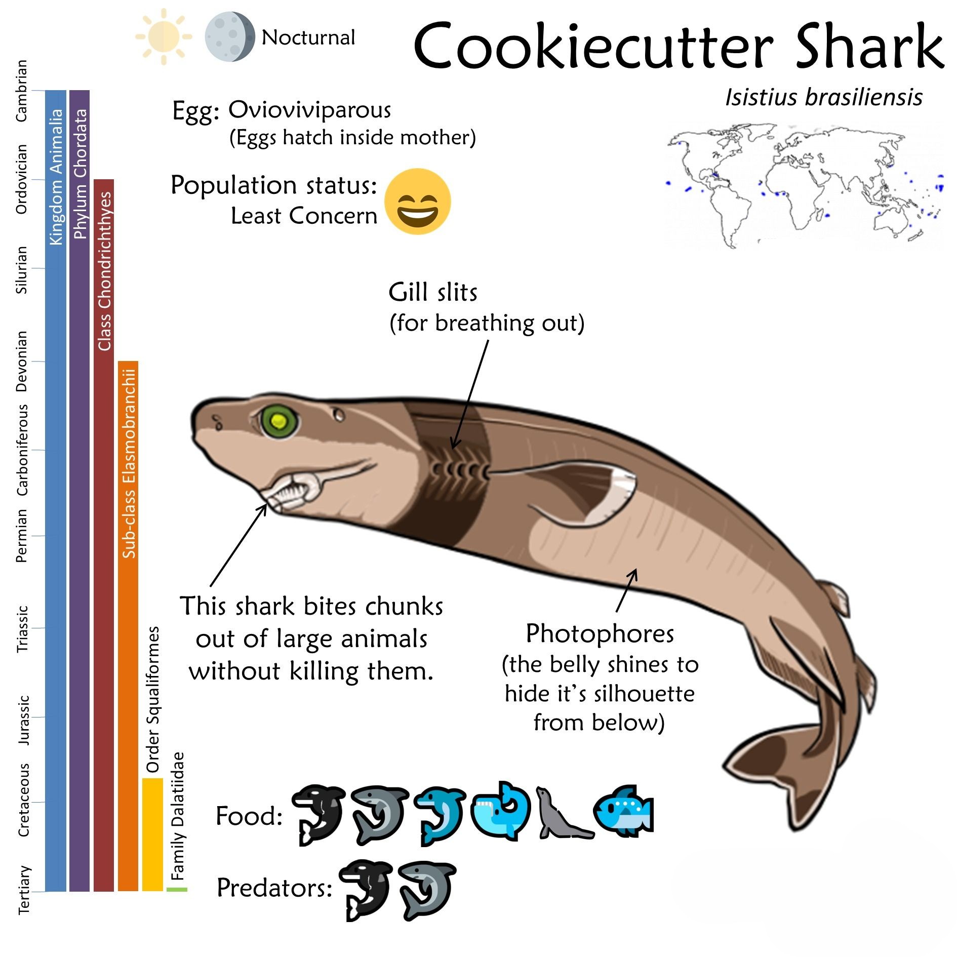 达摩鲨咬死虎鲸,被达摩鲨咬过的虎鲸