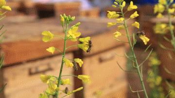 勤劳的小蜜蜂是怎么采蜜的,你见过蜜蜂采蜜的样子吗