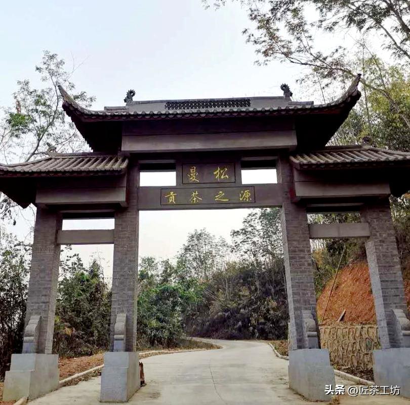 为什么只有曼松才被誉为贡茶,曼松皇家贡茶