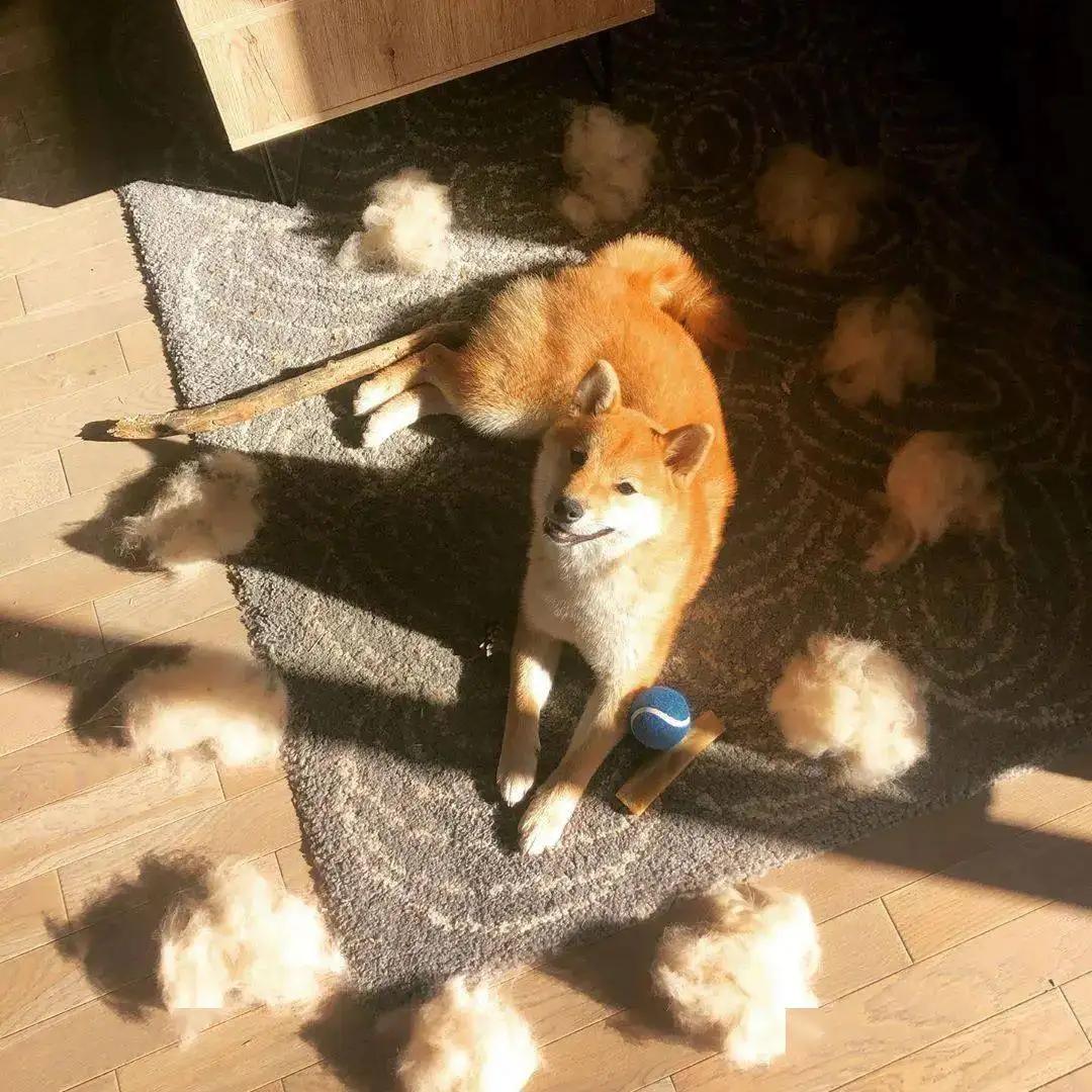 哪些狗掉毛少聪明还好养,狗类掉毛排行榜