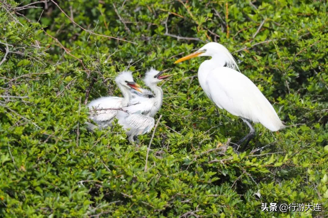 大连世界遗产景区,大连世界文化遗产有几个
