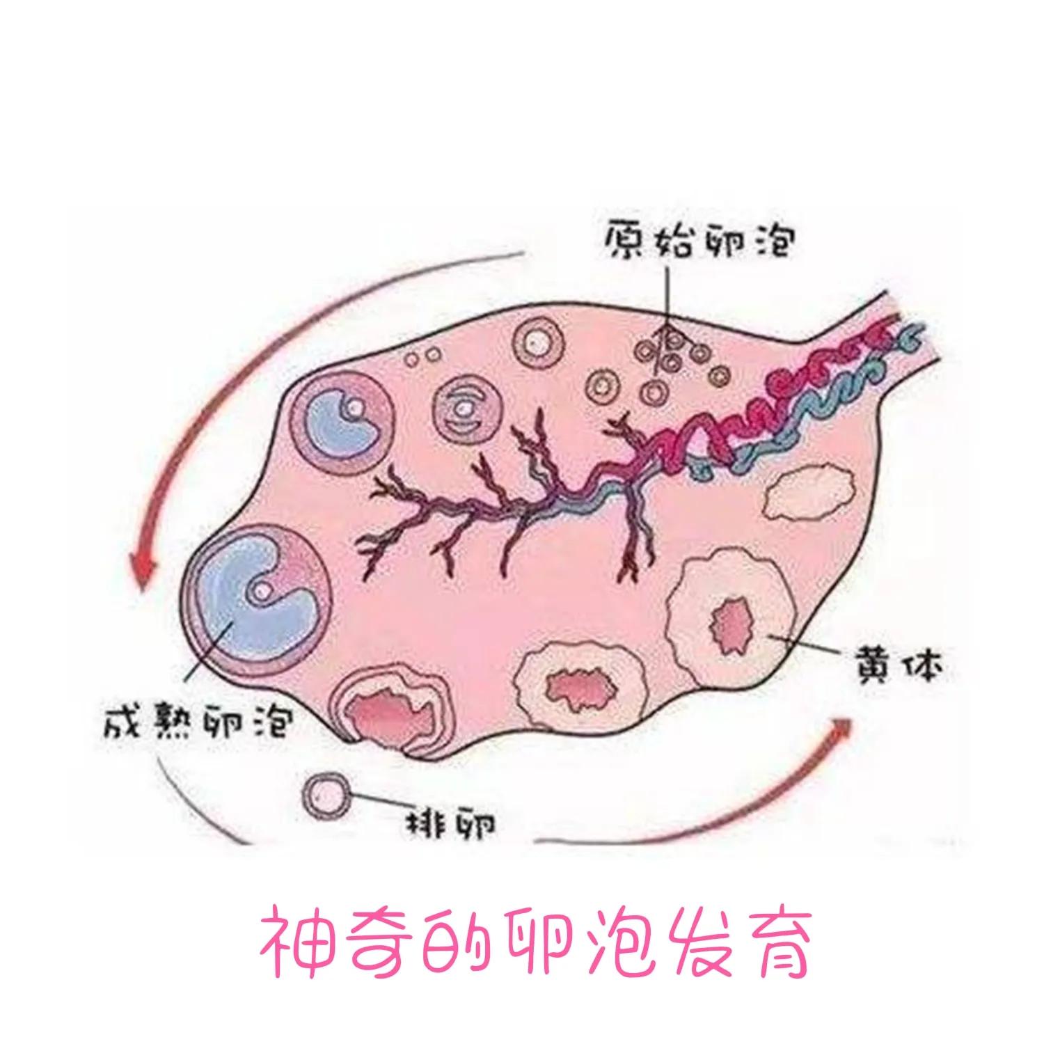 女性的卵泡在哪里,卵泡长什么样算好的卵泡