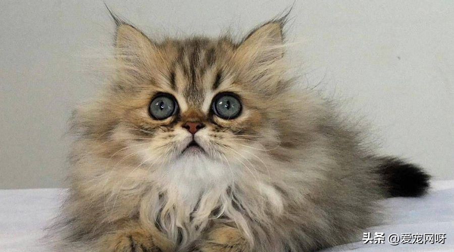 玳瑁猫咪是什么品种,猫咪品种大全及图片