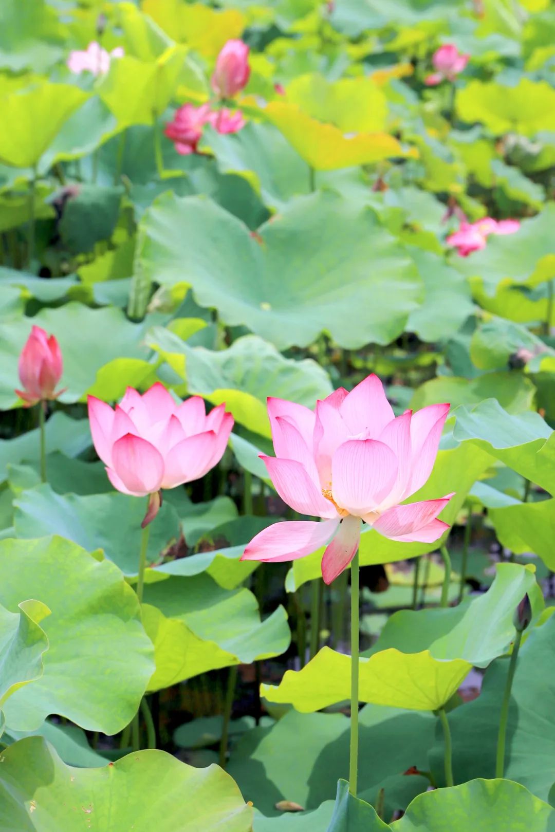 全球学子嘉游赣|上饶的第一波荷花开了，让我们一起步入飘满荷香的夏天！