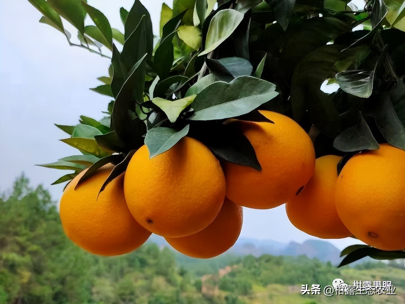 广西中国第一水果产区,广西十大水果产量排名