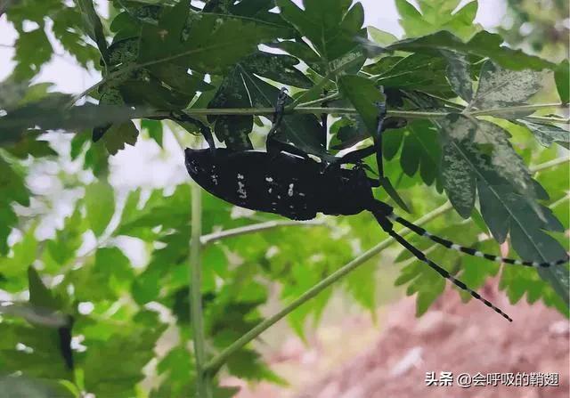 星天牛喜欢苦楝树,星天牛苦楝树