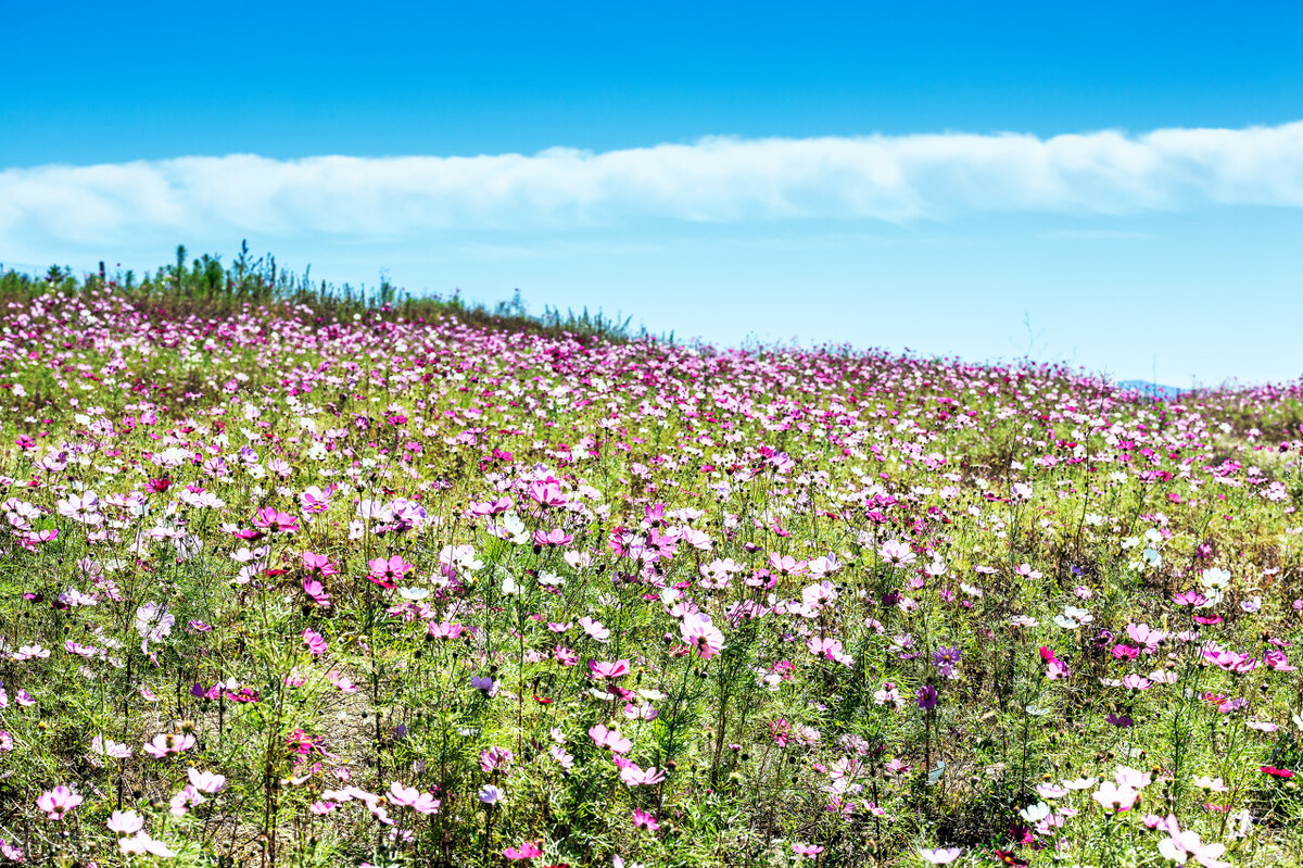 2023年100个赚钱项目,50个赚钱项目排行榜