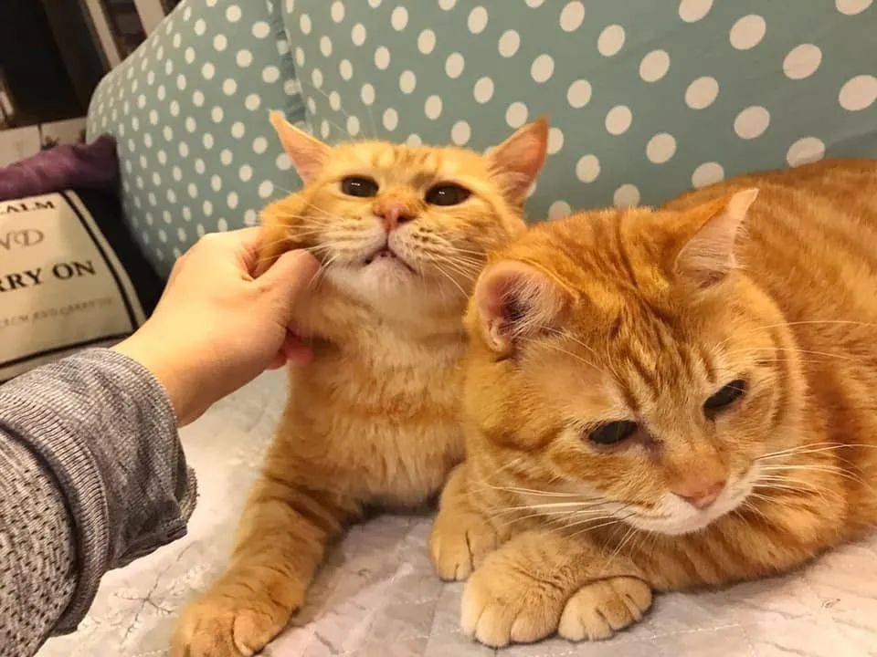 什么猫猫最好养又便宜,哪种猫猫最便宜好养