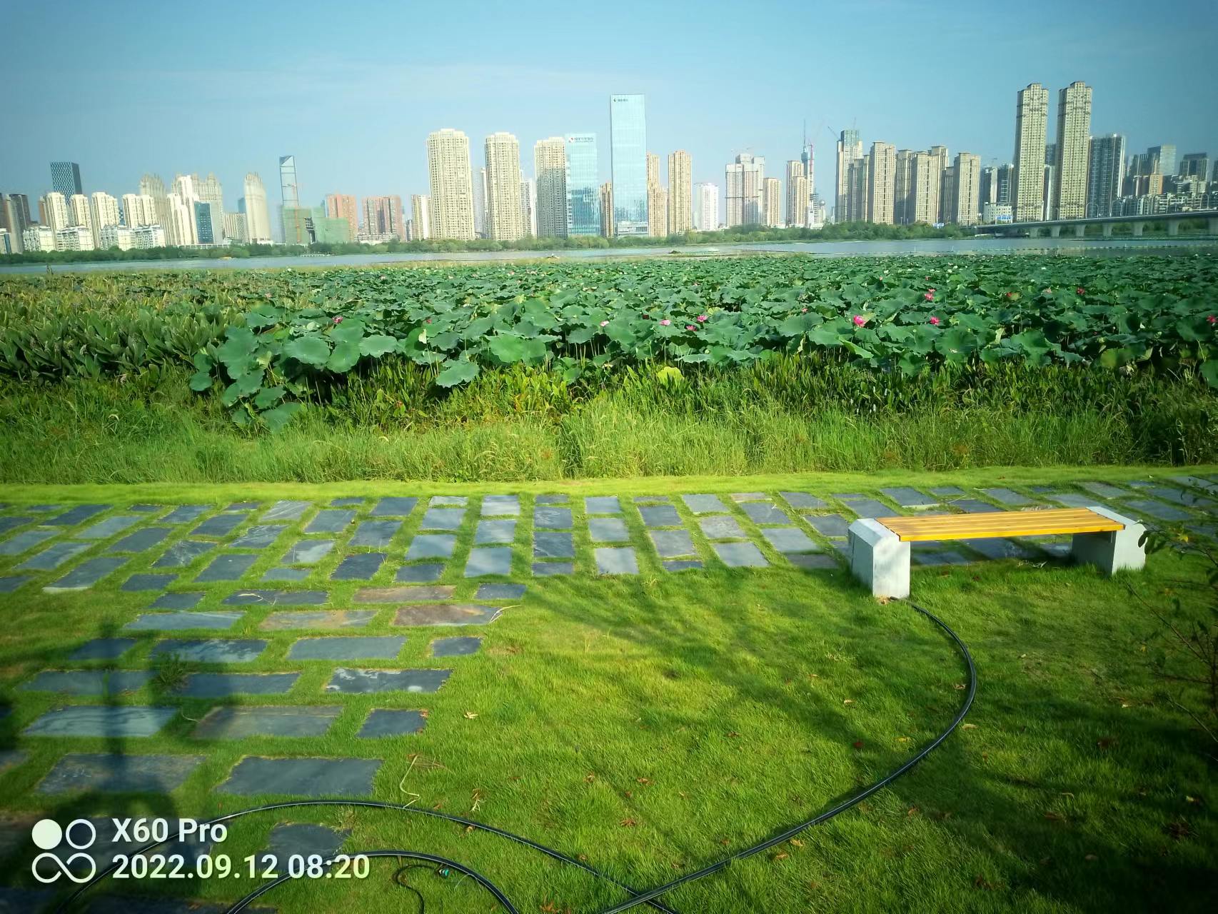 漫步沙湖，秋夜赏景文/郑汉兵