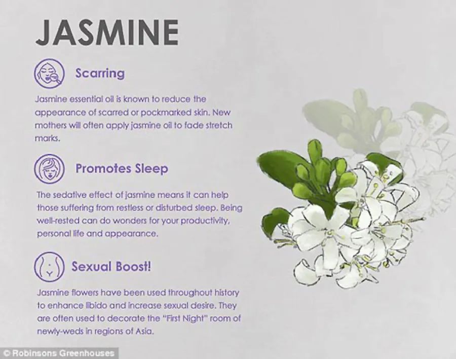 【双语资讯】鲜花天然美容法，皱纹、痘痘、黑眼圈全搞定