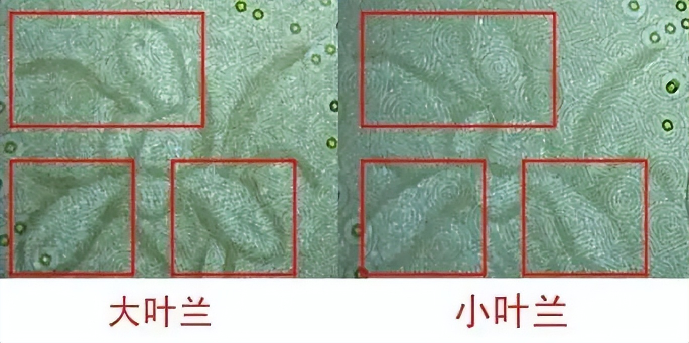 1元纸币退出流通通知,以后1元纸币是绝版了吗