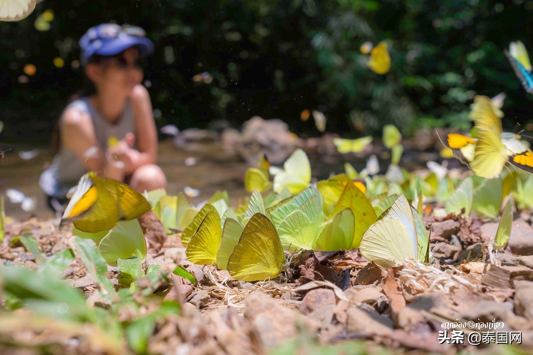 泰国岗卡章国家公园,泰国岗卡章图片