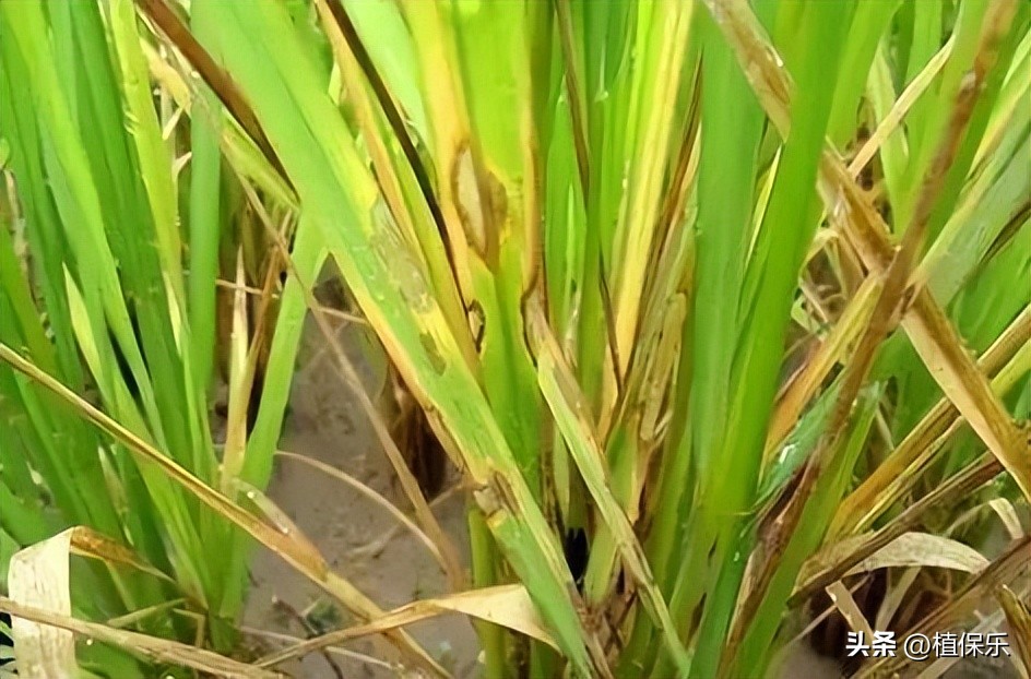 这个药1小时控制病菌，是目前应用最广的生物农药