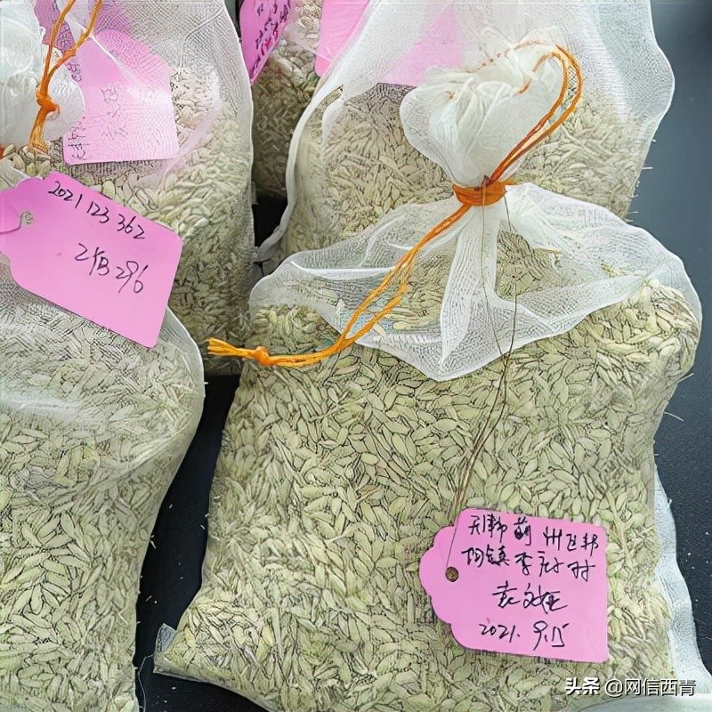 天津开展“原种”保卫战已搜集整理656份种质资源