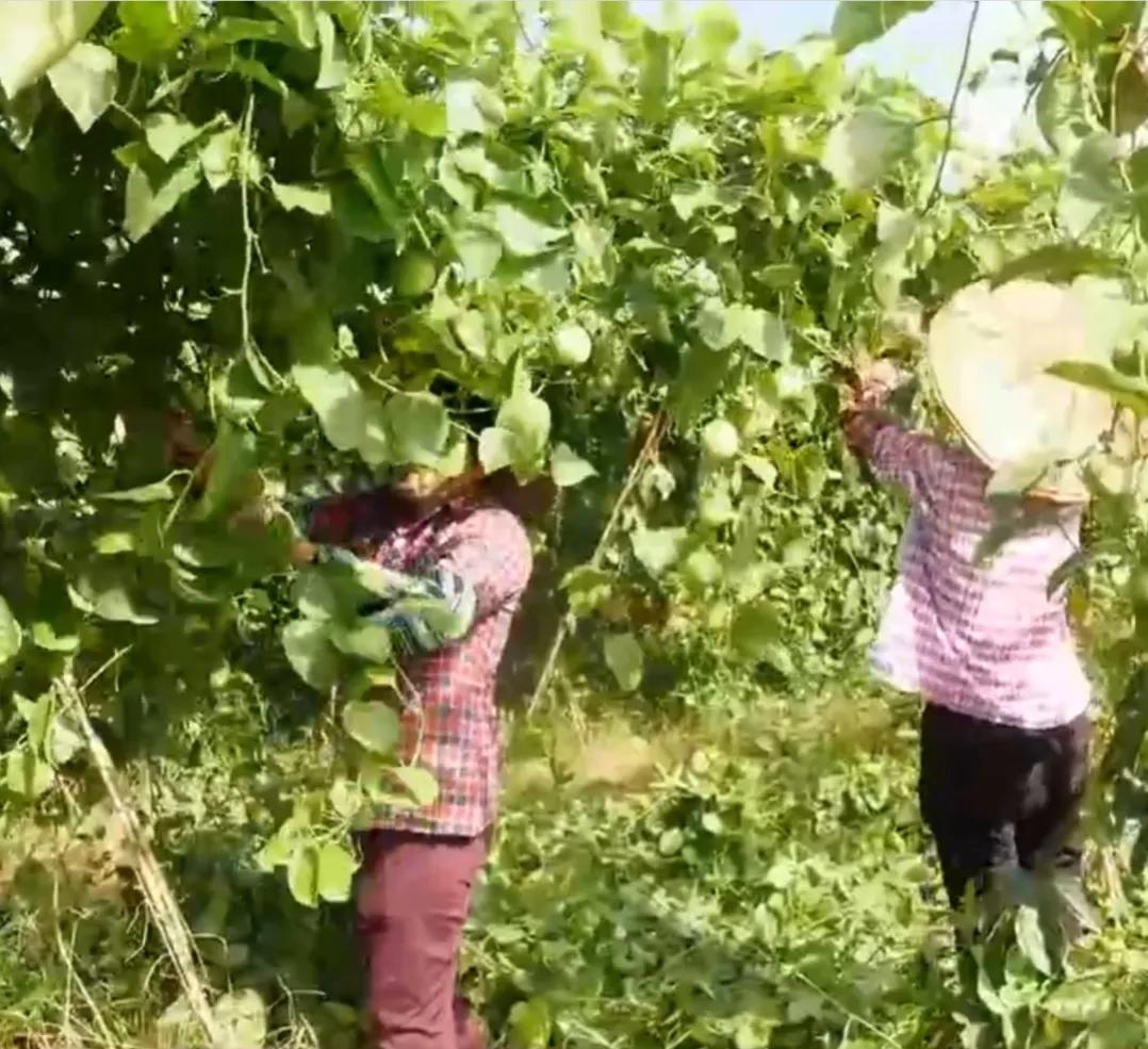 90后小伙承包15亩果园,湖南小伙承包五千亩四年赚上千万