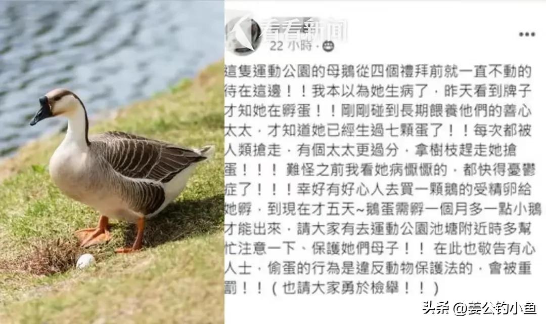 为什么台湾一蛋难求,一蛋难求台湾