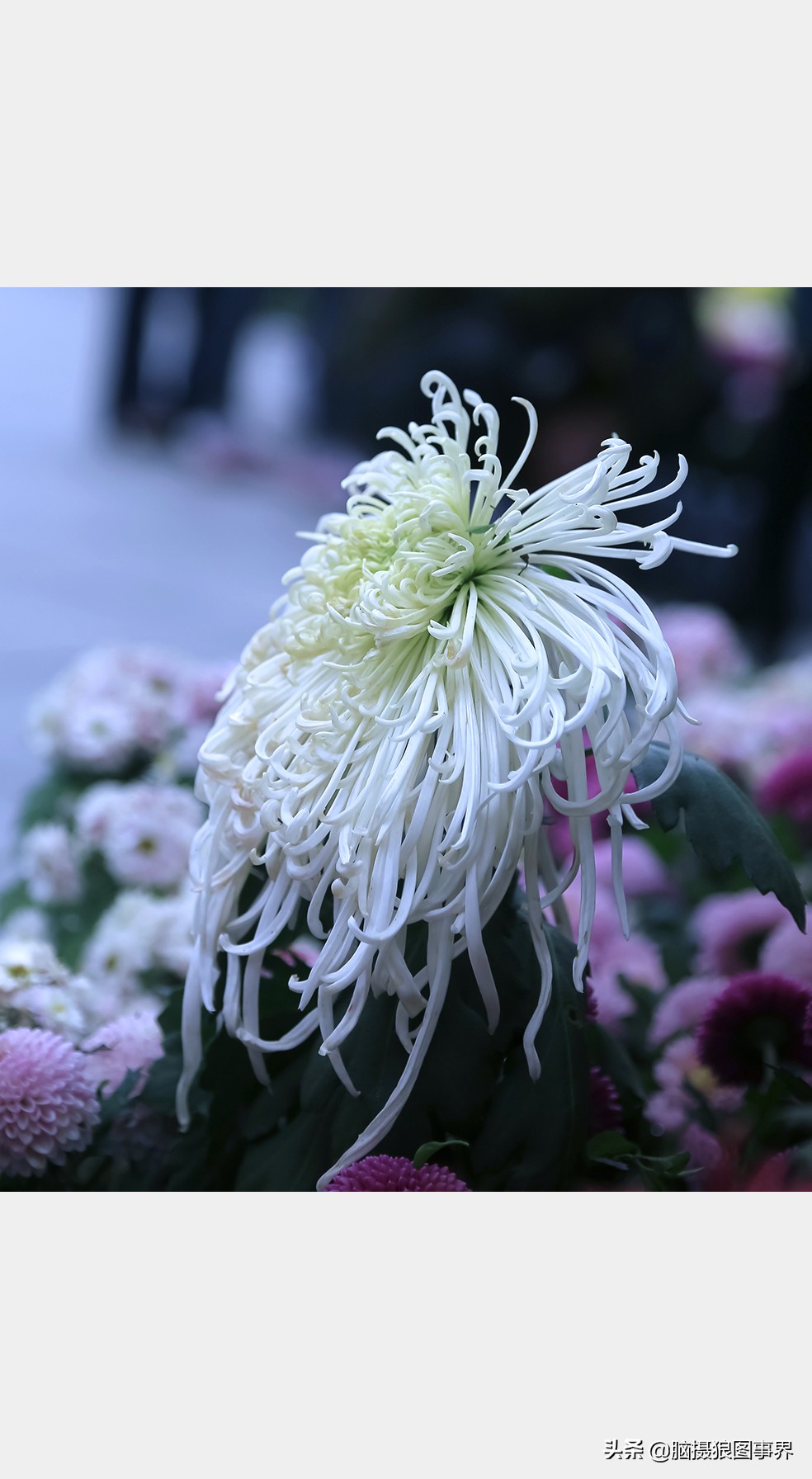 如何拍摄菊花更有意境,怎样拍菊花拍出高级感照片