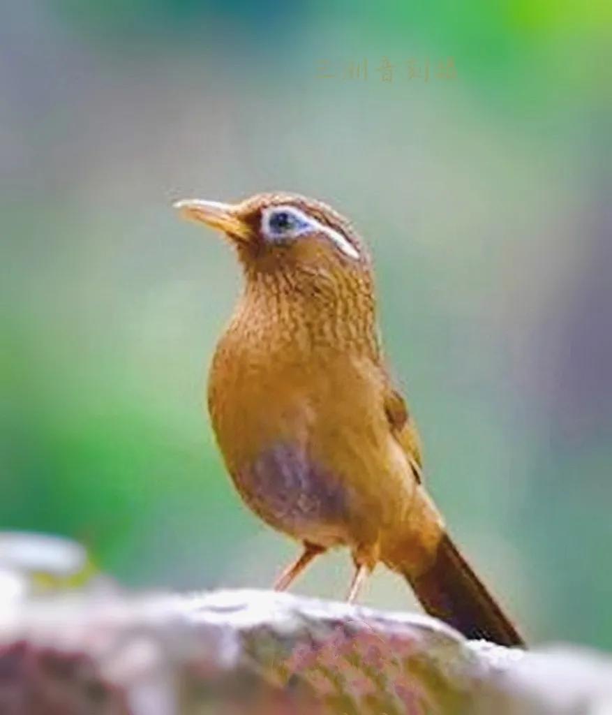 上海国际汽车城安亭,上海市嘉定区安亭国际汽车城