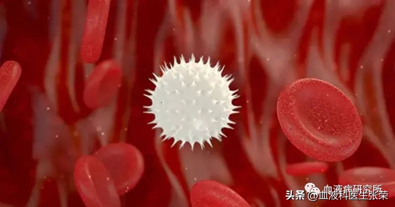 白细胞数偏高的临床意义,白细胞计数增高预示着什么