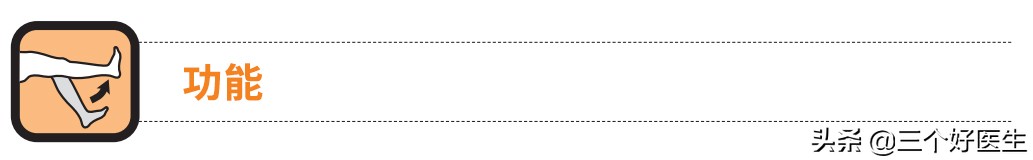 提上唇肌与颧小肌,颧小肌和上唇提肌怎么练