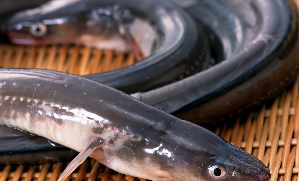 30种最常吃的家常鱼种类图片,最常见的50种食用鱼吃法和价格