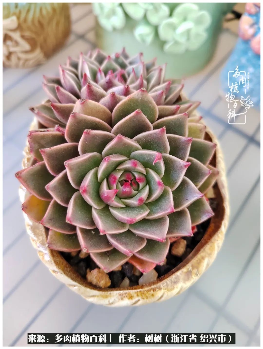 又临寒冬，暖阳下携手肉肉赏姹紫嫣红！