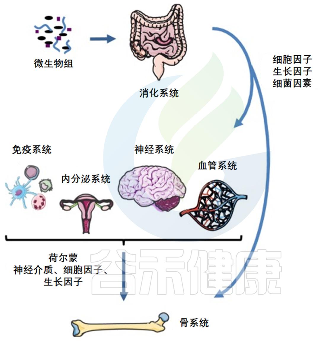 人体微生物分布于哪些位置,与人体共生的微生物