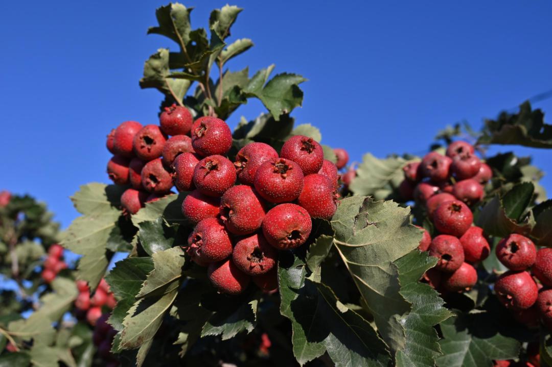 鑹搧閾哄瓙鏄ヨ妭蹇呭骞磋揣,骞磋揣蹇呭闆堕娓呭崟绾夸笅