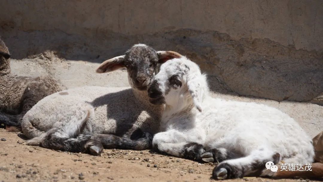 乡村行看振兴玉林,乡村行看振兴山西