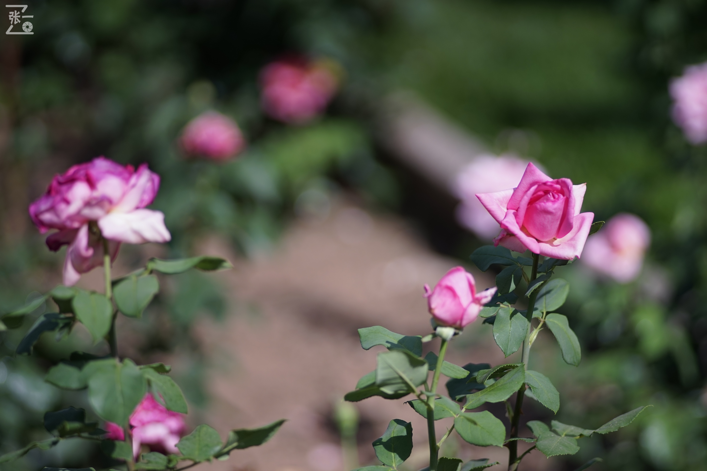 蔡司sonnar50毫米,蔡司sonnar镜头生产年份