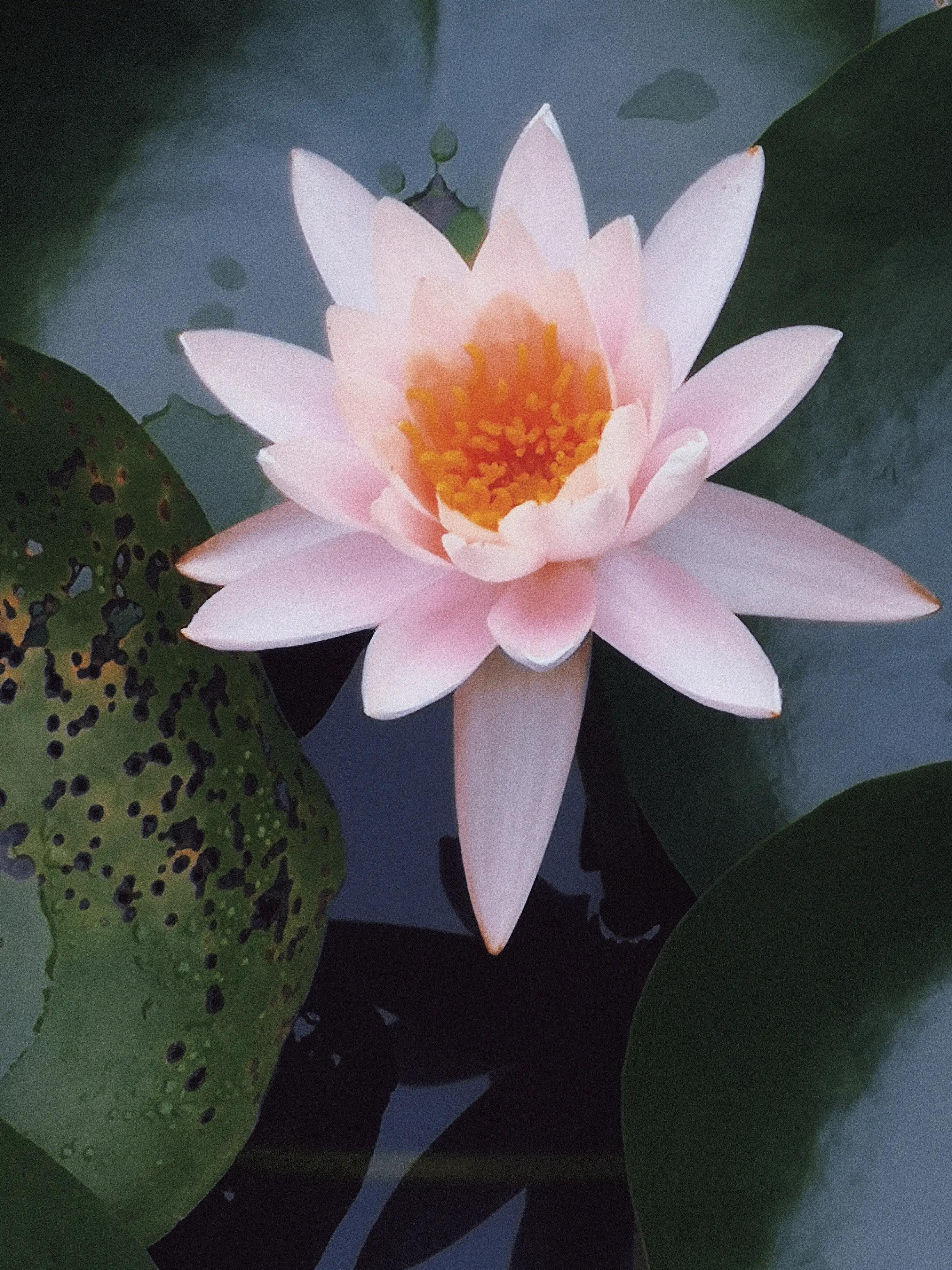 两岁读诗出口成章（天才养成计划之一）