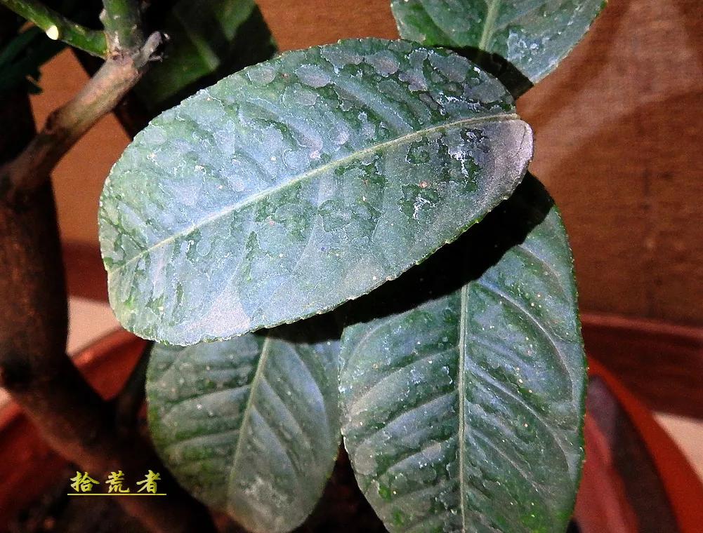 景观植物观果佛手图片高清,长得像佛手一样的东西叫什么植物