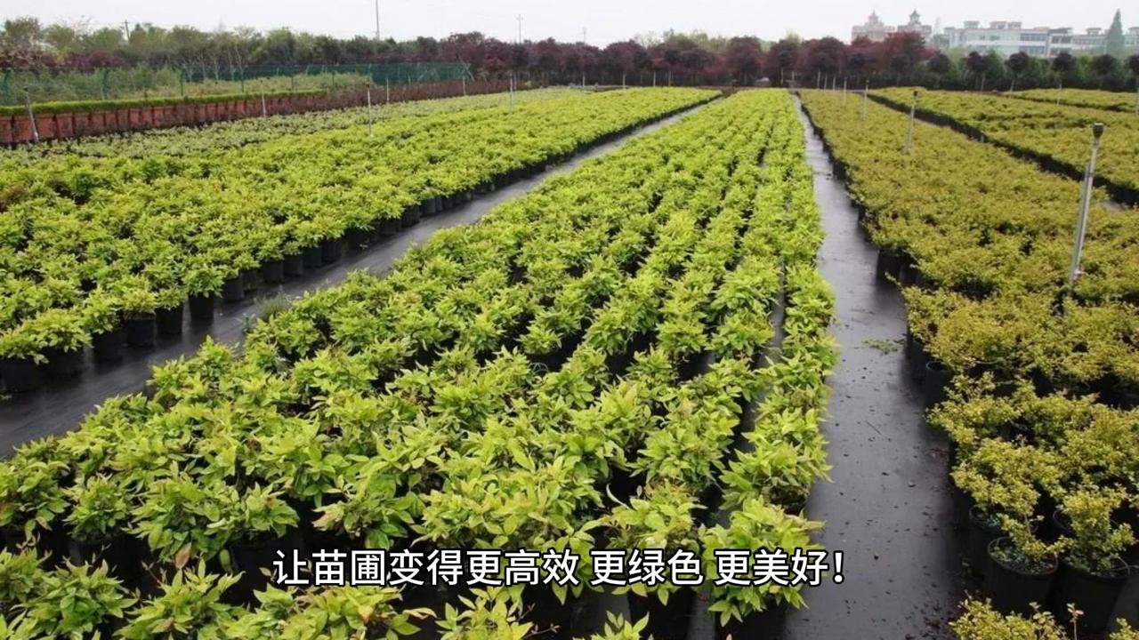 未来几年苗木前景怎样,未来十年苗圃什么苗最有前景