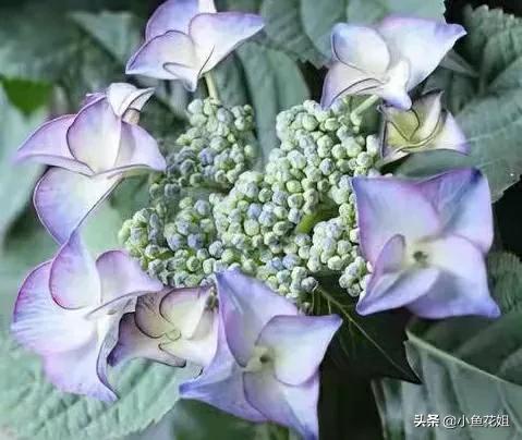 有一种花很好看但是很臭,名字很难听却很漂亮的花