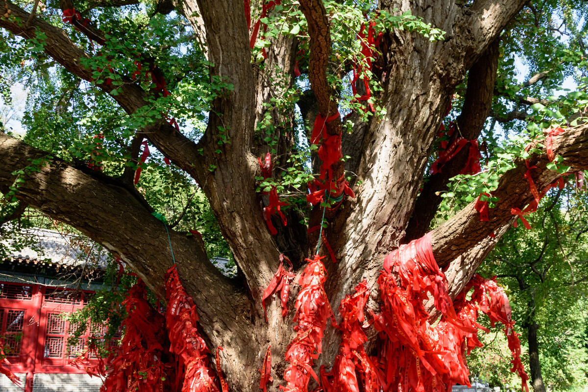 银杏为什么是最孤独的植物,最孤独的银杏