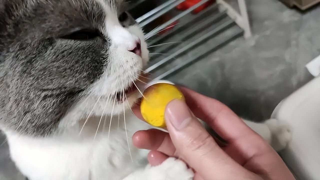 哪些食物对猫咪有益,6种食物小猫咪也很适合