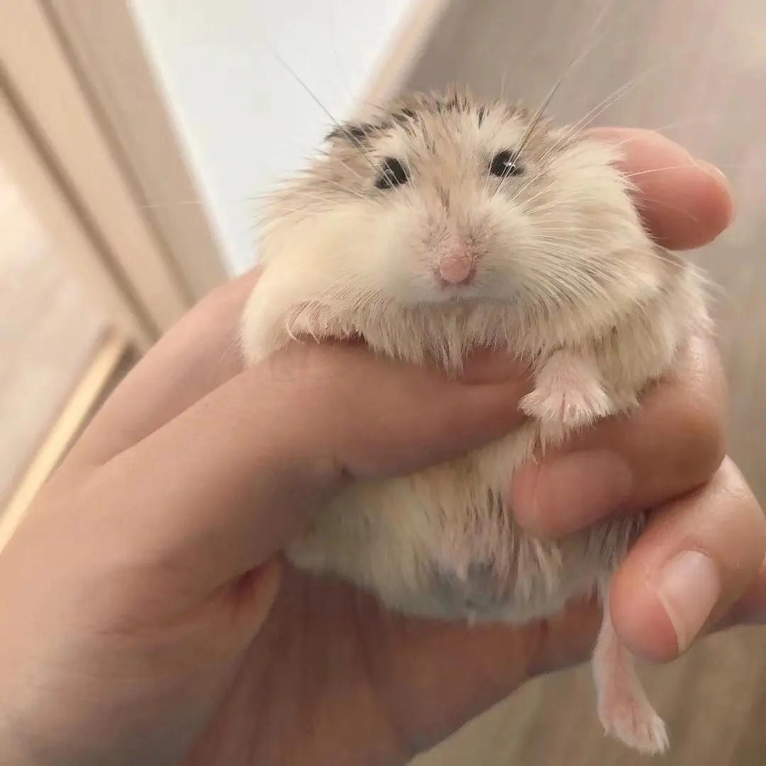 黑熊仓鼠和布丁仓鼠哪个温顺,哪种仓鼠最温顺好养适合新手