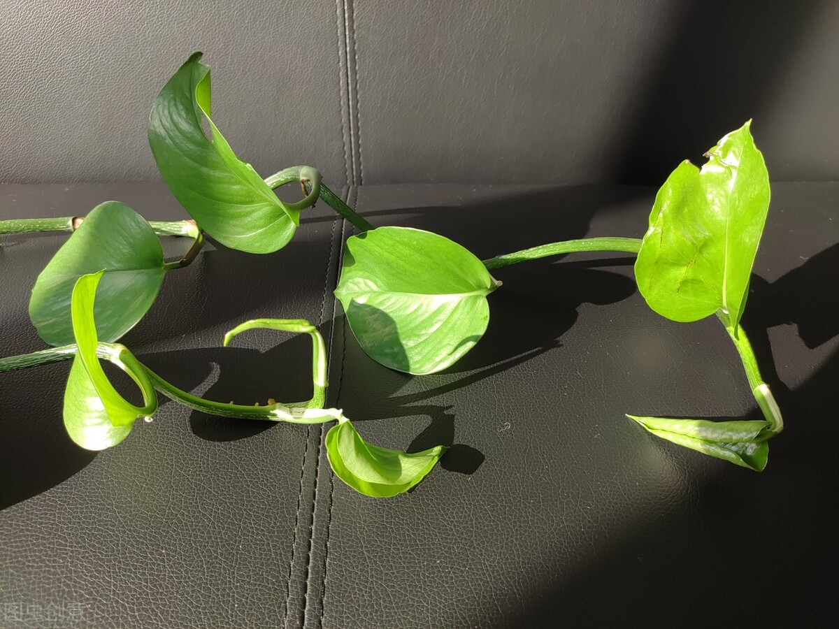 适合室内去养的净化空气的绿植,室内净化空气好养活好看的绿植